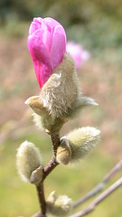magnolia loebneri 'léonard messel' DSC 0062