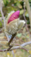 magnolia loebneri 'léonard messel' DSC 0067