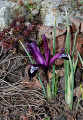 Iris reticulata 'Pauline'