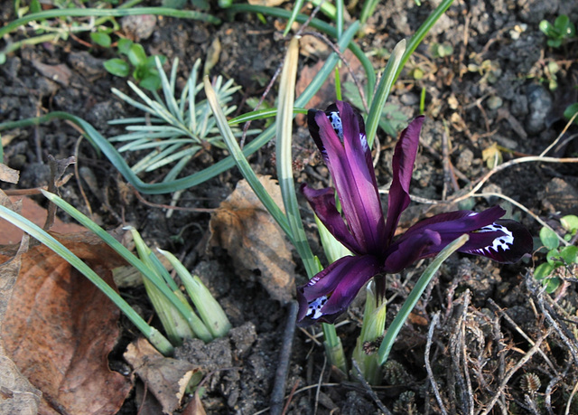 Iris reticulata 'Pauline' (2)