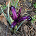 Iris reticulata 'Pauline' (3)