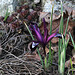 Iris reticulata 'Pauline' (4)