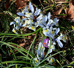 Iris x histrioïdes K.  Hodgkin