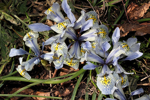Iris x histrioïdes KH (4) Iris x histrioïdes KH (4)