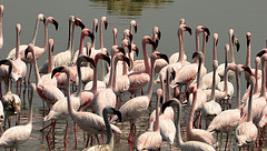 Flamingos...au milieu naturel. In the wild.