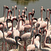 Flamingos...au milieu naturel. In the wild.