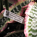 Cryptanthus fosterianus 'Elaine"