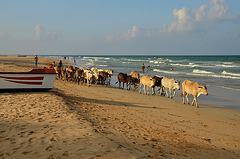 Beach cows 2