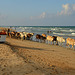 Beach cows 2