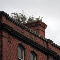 Dachterrasse in Dublin