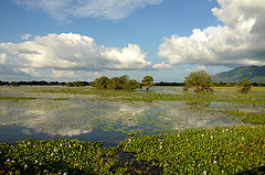 Lotus fields of Sri Lanka