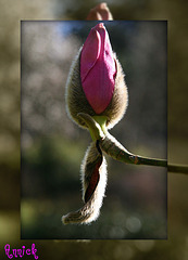les fleurs de magnolia delaissent leur fourrure ****