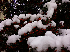 snow and cornelian cherry