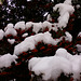 snow and cornelian cherry