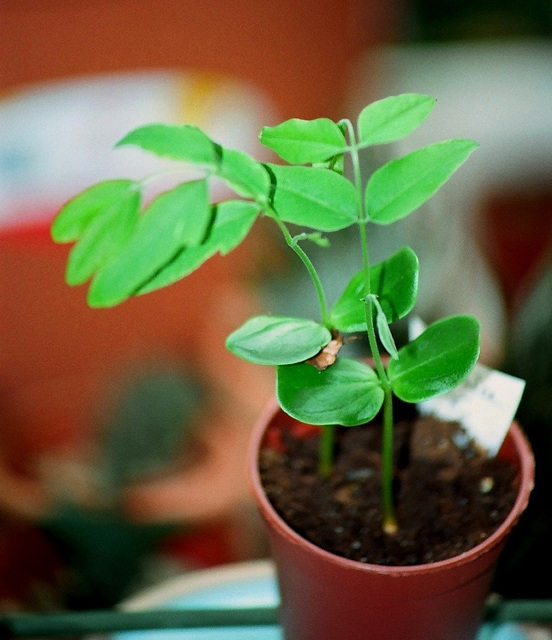 Cassia - plantules de 1 mois