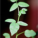 Erythrina crista galli- feuillage matûre
