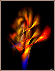 Fleur de feu...............Quand on vit du futile ................dangereux est l'essentiel