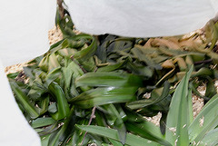 Amaryllis belladona