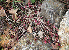 Sedum Spurium tricolor