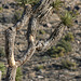 Woodpecker In A Joshua Tree (2499)