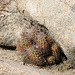 Cactus in the rocks (2447)
