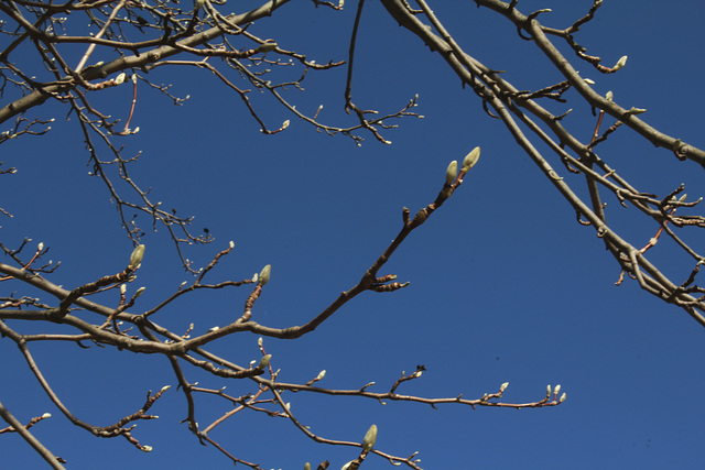 Magnolia acuminata accia(6)