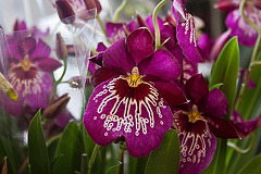 20120301 7415RAw [D~LIP] Orchidee, Bad Salzuflen: Orchideenschau