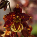 20120301 7413RAw [D~LIP] Orchidee, Bad Salzuflen: Orchideenschau