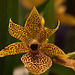 20120301 7412RAw [D~LIP] Orchidee, Bad Salzuflen: Orchideenschau