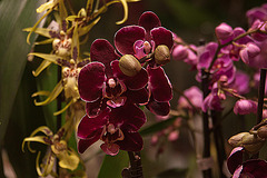 20120301 7411RAw [D~LIP] Orchidee, Bad Salzuflen: Orchideenschau