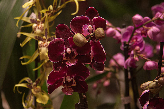 20120301 7411RAw [D~LIP] Orchidee, Bad Salzuflen: Orchideenschau