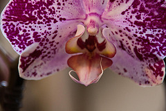20120301 7409RAw [D~LIP] Orchidee, Bad Salzuflen: Orchideenschau