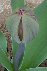 Tulipe DSC 0077