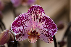 20120301 7408RAw [D~LIP] Orchidee, Bad Salzuflen: Orchideenschau