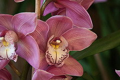 20120301 7407RAw [D~LIP] Orchidee, Bad Salzuflen: Orchideenschau