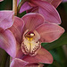 20120301 7407RAw [D~LIP] Orchidee, Bad Salzuflen: Orchideenschau