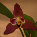 20120301 7404RAw [D~LIP] Orchidee, Bad Salzuflen: Orchideenschau