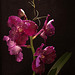 20120301 7403RAw [D~LIP] Orchidee, Bad Salzuflen: Orchideenschau