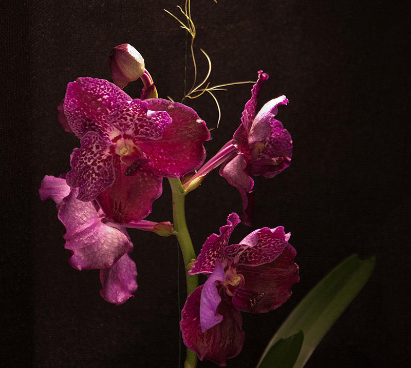 20120301 7403RAw [D~LIP] Orchidee, Bad Salzuflen: Orchideenschau
