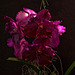 20120301 7402RAw [D~LIP] Orchidee, Bad Salzuflen: Orchideenschau