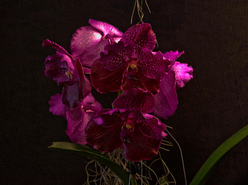 20120301 7402RAw [D~LIP] Orchidee, Bad Salzuflen: Orchideenschau