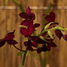 20120301 7401RAw [D~LIP] Orchidee, Bad Salzuflen: Orchideenschau