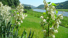 Blüten mit Blick auf die Elbe