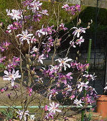 Magnolia loebneri 'leonard messel' DSC 0088