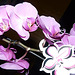 mes orchidées