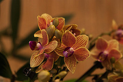 20120301 7400RAw [D~LIP] Orchidee, Bad Salzuflen: Orchideenschau