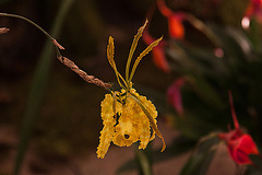 20120301 7399RAw [D~LIP] Orchidee, Bad Salzuflen: Orchideenschau
