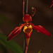 20120301 7398RAw [D~LIP] Orchidee, Bad Salzuflen: Orchideenschau