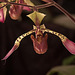 20120301 7397RAw [D~LIP] Orchidee, Bad Salzuflen: Orchideenschau