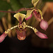 20120301 7396RAw [D~LIP] Orchidee, Bad Salzuflen: Orchideenschau